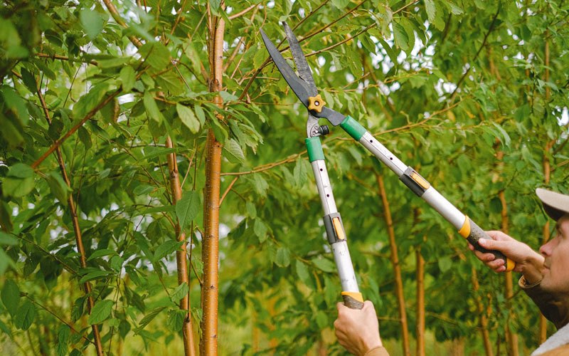 Tree trimming in Kewanee, MO
